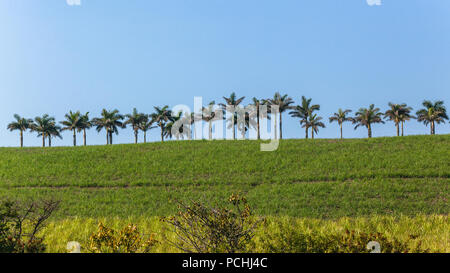 Palmen entlang Weg auf Ackerland Hügel Landschaft mit blauen Himmel. Stockfoto