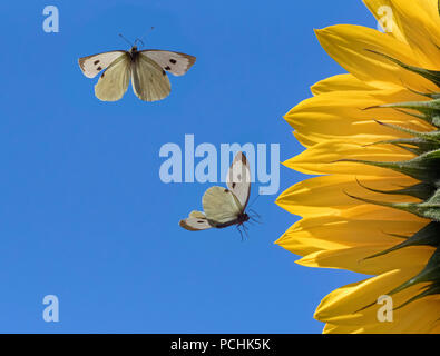 Große weiße Schmetterlinge Pieris brassicae Fütterung auf Sonnenblumen Stockfoto