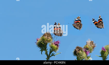 Red Admiral Schmetterling Vanessa atalanta Flug Sequenz Fütterung auf Thistle Stockfoto