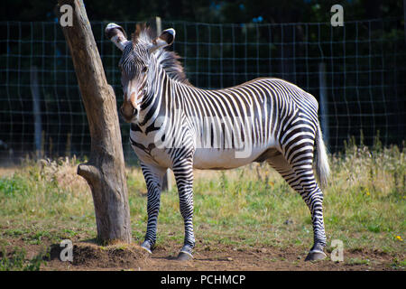 Zebra im Zoo von Edinburgh Stockfoto