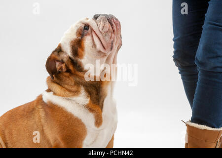 Eine junge britische Bulldogge sitzt geduldig auf einem weißen nahtlose Hintergrund nach oben auf seine Herrin Stockfoto