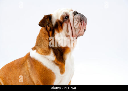 Eine junge britische Bulldogge sitzt geduldig auf einem weißen nahtlose Hintergrund nach oben Stockfoto