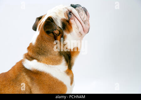Eine junge britische Bulldogge sitzt geduldig auf einem weißen nahtlose Hintergrund nach oben Stockfoto