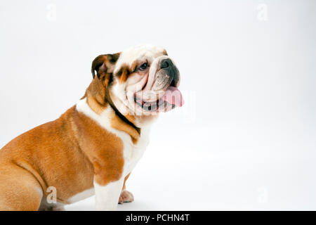 Eine junge britische Bulldogge sitzt auf einem weißen nahtlose Hintergrund brav wartet Stockfoto