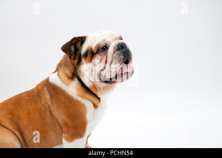 Eine junge britische Bulldogge sitzt auf einem weißen nahtlose Hintergrund brav wartet Stockfoto