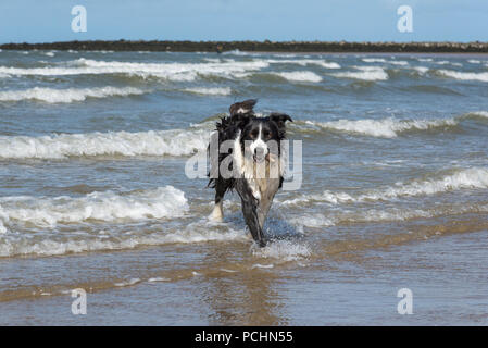 Border Collie hund Zeit spielen im Meer in Conwy Sands Beach, Llandudno, North Wales. Stockfoto