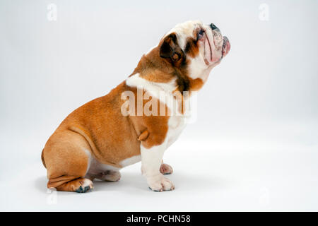 Eine junge traditionelle britische Bulldogge sitzt geduldig auf einem weißen nahtlose Hintergrund nach oben Stockfoto