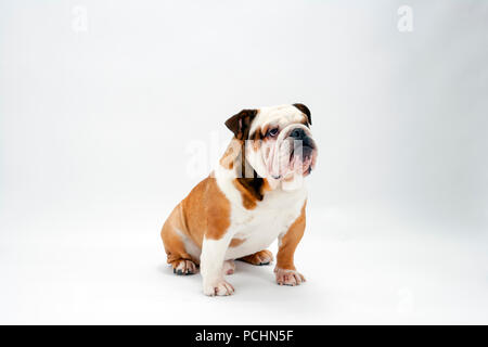 Eine junge traditionelle britische Bulldogge sitzt geduldig auf einem weißen nahtlose Hintergrund nach oben Stockfoto