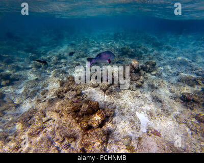 Schnapper (Lutjanus bohar Twinspot) Seitenansicht des Großen Silbernen Fisch mit dunklen Flossen schwimmen im blauen Wasser des Roten Meeres, mit kleinen Fischen schwimmen Stockfoto
