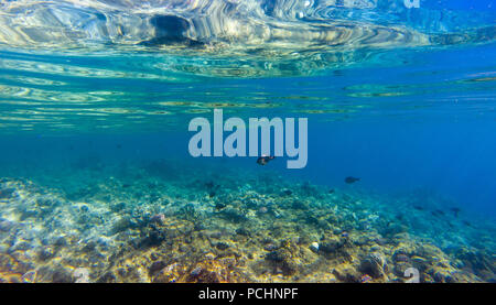 Tropische Fische in einer schönen Korallengarten im Roten Meer Stockfoto