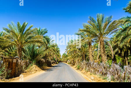 Straße in der Oase am Tamacine, Algerien Stockfoto