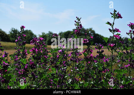 Wiese mit lila Blüte Malven auf sonnigen Sommertag Stockfoto