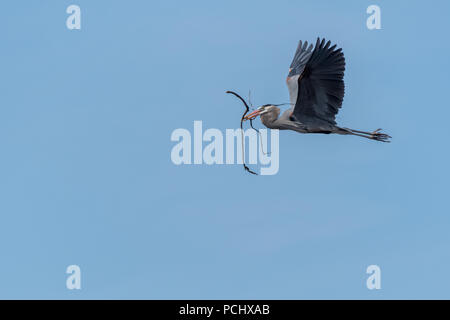 Great Blue Heron (Ardea herodias) im Flug holt Nistmaterial ins Nest. Stockfoto