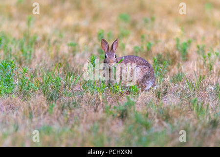 Östlichen Cottontail Rabbit (Sylvilagus floridanus). Stockfoto