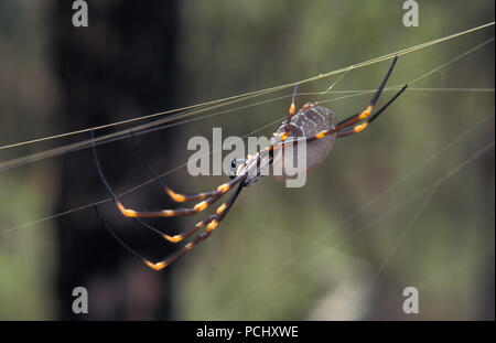 NAHAUFNAHME EINER GOLDEN ORB WEAVER SPINNE (NEPHILA SP.) SPINNING IT'S WEB, NEW SOUTH WALES, AUSTRALIEN. Stockfoto