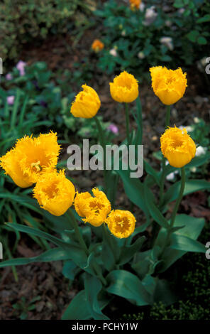 GESÄUMTE GELBE TULPEN (TULIPA) AUSTRALIEN. Stockfoto