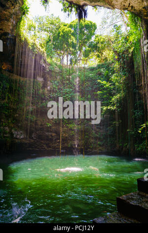 Cenote Ik-Kil in der nähe von Chichen Itza, Mexiko. Cenote mit klarem Wasser und hängenden Wurzeln. Stockfoto