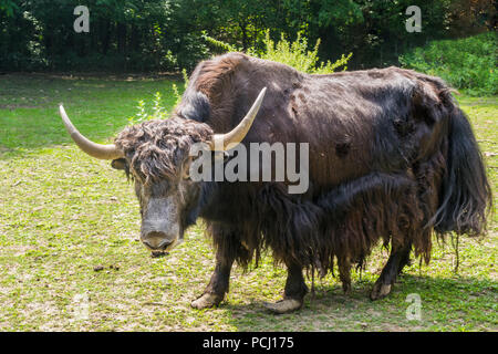 Ein Bos Mutus oder Bos grunniens YAK Rinder Stockfoto