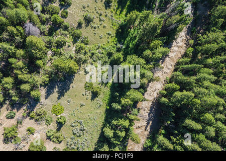 Muddy River fließt durch das grüne Tal mitten im Pinienwald. Stockfoto