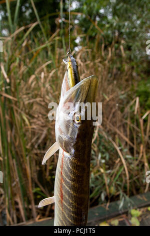Süßwasser Hecht Fische kennen als Esox lucius. Angeln Konzept, guter Fang - große Süßwasser hecht Fische mit Fischen lure im Mund. Stockfoto