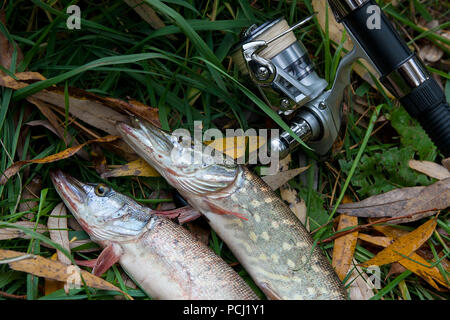 Süßwasser Hecht Fische kennen als Esox lucius und Angelrute mit Haspel liegend auf grünem Gras mit gelben Blätter im Herbst. Angeln Konzept, Stockfoto