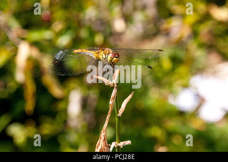 Dragonfly sitzen auf dem Trockenen Zweig. Schöne Libelle oder aeshna Dragonfly (Aeshna cyanea) in der Natur Lebensraum. Schönes Insekt aus dem zentralen Amer Stockfoto