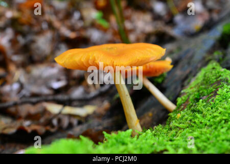 Pluteus leoninus, lion Shield, Pilze auf dem Baumstumpf Stockfoto