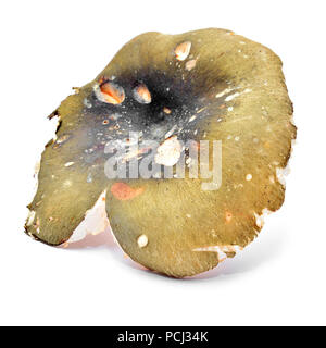 Psathyrella aeruginea Pilz isoliert auf weißem Stockfoto