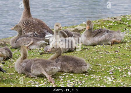 Foto von einer Familie von junge Graugänse ruht auf der Bank von einem See Stockfoto