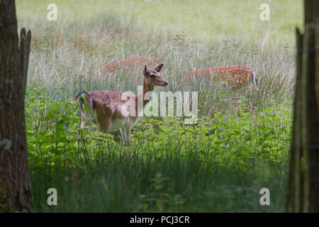 Foto Studie von Alert weibliche Damwild im langen Gras mit anderen Beweidung in den Boden zurück Stockfoto