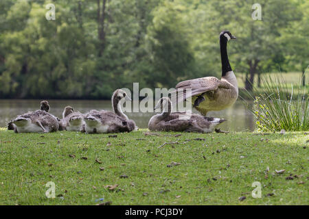 Foto von einer Familie Gruppe von Kanada Gänse ruht auf dem Rücken eines Sees mit Bäumen in den Boden zurück Stockfoto