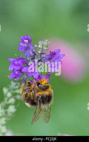 Bumblebee abgedeckt in Pollen, England, Großbritannien Stockfoto