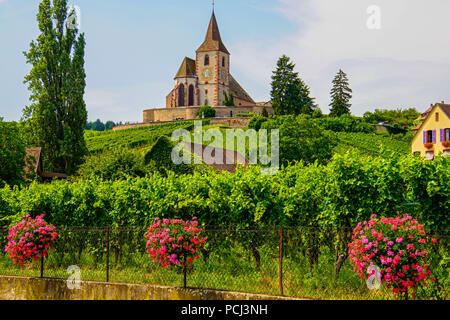 Kirche in Hunawihr, umgeben von einer Wehrmauer und Weinbergen, Elsass, Frankreich. Stockfoto