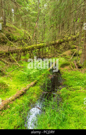 Kleiner Wald Creek in einem alten Wald Stockfoto