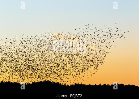 Dämmerung der Wälder mit einer großen Herde von Dohlen in Silhouette Stockfoto