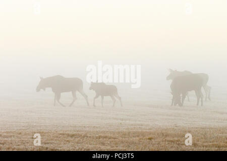 Herde Elche wandern auf einem Feld in der Morgendämmerung Nebel Stockfoto