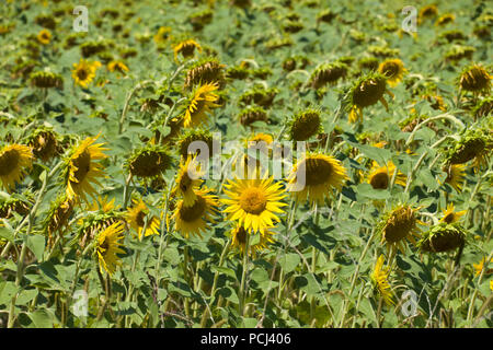 Felder mit Sonnenblumen in der Nähe von Lisle-sur-Tarn, Tarn, Occitainie, Frankreich Im Sommer reifen Stockfoto