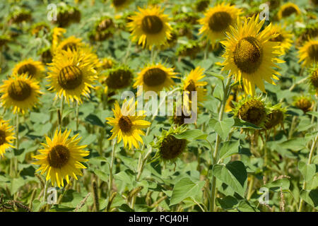 Felder mit Sonnenblumen in der Nähe von Lisle-sur-Tarn, Tarn, Occitainie, Frankreich Im Sommer reifen Stockfoto