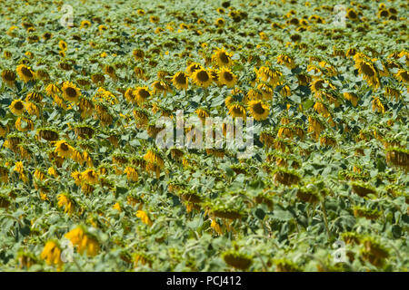 Felder mit Sonnenblumen in der Nähe von Lisle-sur-Tarn, Tarn, Occitainie, Frankreich Im Sommer reifen Stockfoto