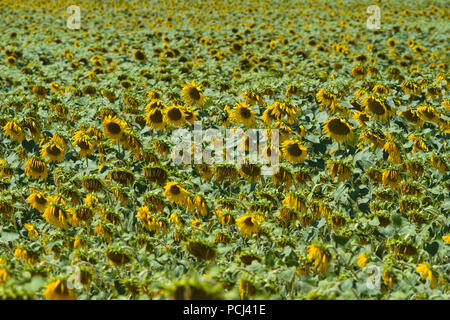 Felder mit Sonnenblumen in der Nähe von Lisle-sur-Tarn, Tarn, Occitainie, Frankreich Im Sommer reifen Stockfoto