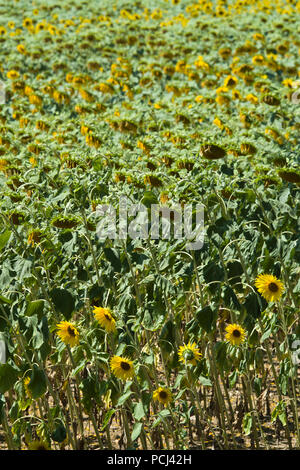 Felder mit Sonnenblumen in der Nähe von Lisle-sur-Tarn, Tarn, Occitainie, Frankreich Im Sommer reifen Stockfoto