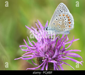 Ein männlicher Gemeinsame blauer Schmetterling (Polyommatus Icarus) Feeds mit seinem Rüssel tief Stretching in eine Blume von gemeinsamen Flockenblume (Centaurea nigra). Bedgebu Stockfoto