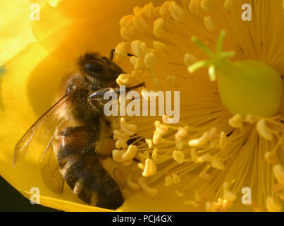 Eine Honigbiene (Apis mellifera), die mit Pollen Körbe, corbiculae, gut beladen mit Pollen auf einem gelben Hypericum Blume. Bedgebury Wald, Canterbury, Kent, Stockfoto