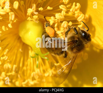 Eine Honigbiene (Apis mellifera), die mit Pollen Körbe, corbiculae, gut beladen mit Pollen auf einem gelben Hypericum Blume. Bedgebury Wald, Canterbury, Kent, Stockfoto