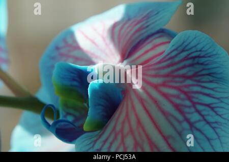 Gefärbt Orchideen im Sonnenlicht Stockfoto