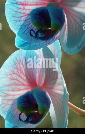 Gefärbt Orchideen im Sonnenlicht Stockfoto