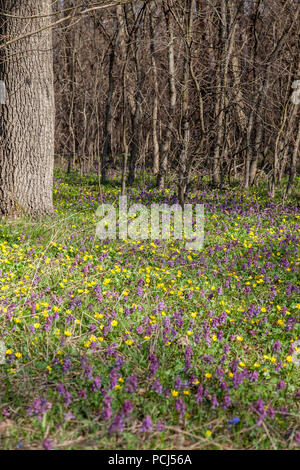 Allgemeine Ansicht blühende Pflanze von Corydalis solida und Sumpfdotterblume (Caltha palustris) blühen im Frühjahr Wald. Klein, gelb und lila Blumen Stockfoto