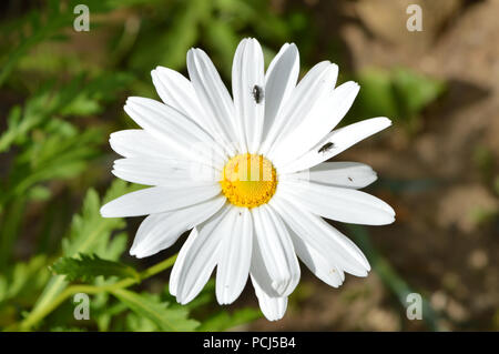 In der Nähe von einem wunderschönen weißen Daisy, Makro, Natur Stockfoto