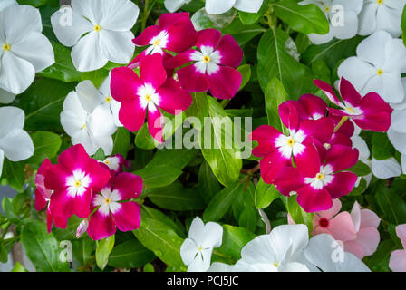 Catharanthus roseus, allgemein bekannt als Madagascar periwinkle, Rose periwinkle oder rosige Immergrün, Madagaskar-immergrün und Zimmermädchen. Stockfoto