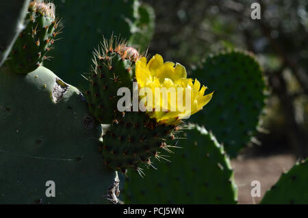 Nahaufnahme einer Gelb Kaktusfeige Blume, Natur, Makro Stockfoto